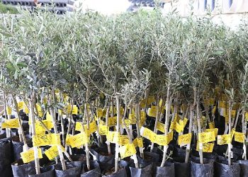 Antalya Büyükşehir Belediyesi 10 biner adet ceviz ve zeytin fidanı hibe etti