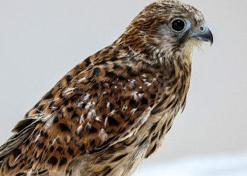 Antalya Doğal Hayat Parkı’nda 3 özel konuk