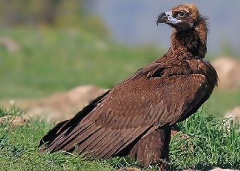 Beypazarı’nda tabiat katliamına neden olacak kalker ocağı projesi durduruldu