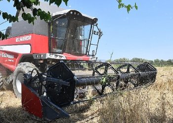 Birinci Kere Belediye Toprağında Buğday Hasadına Başlandı
