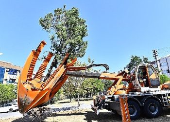 Buca Metrosu’nda istasyon inşaatları öncesinde ağaçlar süreksiz olarak taşınıyor