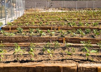 Buca’nın Mustafa Kemal Mahallesi’nde Mahalle Bostanı açıldı