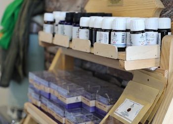 Büyükşehir Takviyeleri ile 212 Dekar Arazi Lavanta ile Buluştu..