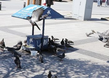 Can dostlara mama ve su dayanağı