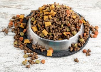 Can dostların mamaları Türkiye’de üretiliyor Türkiye, kedi-köpek maması ihracatında 100 milyon dolar amaç koydu