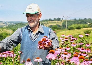 Ekinezya Hasat İçin Gün Sayıyor