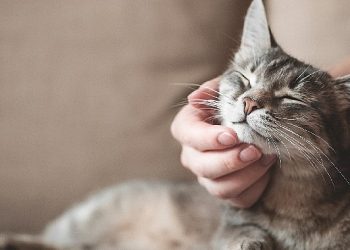 Evcil Hayvan Sigortası’nda Şampiyon Kediler