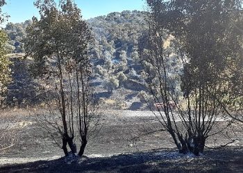 Germencik’te otoban kenarında çıkan yangın denetim altına alındı