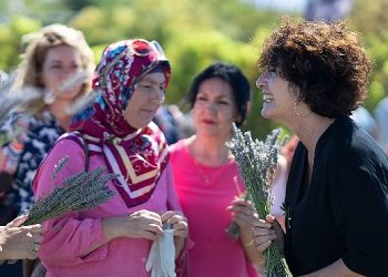 İmece tarzı lavanta hasadında dayanışma örneği