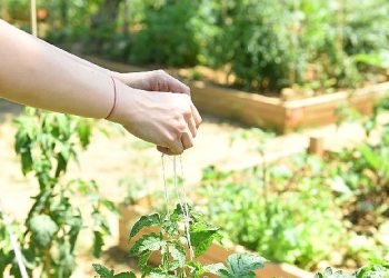 Kadıköy Bostanlarında Hasat Vakti