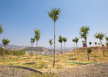 Karşıyaka’da iklim krizine karşı 95 bin ağaç toprakla buluşturuldu