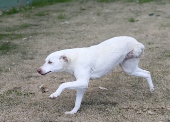 Karşıyaka’nın ampute köpekleri emin ellerde