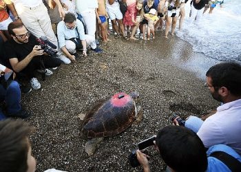 Lara Barut Collection’ın dayanakları ile denizle buluşan Caretta Caretta, bir yılda 3000 km yol katetti