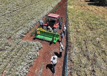 Lider Altay: “Susuz Tarım Usulüyle Ekimini Desteklediğimiz Kekiklerin Hasadı Yapıldı”