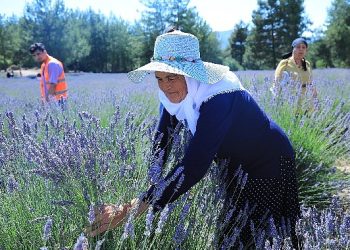 Muğla Büyükşehir Koku Vadisi’nde Lavanta Şenliği Düzenliyor