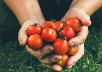 Rusya’ya domates ihracatında kota 500 bin tona çıktı