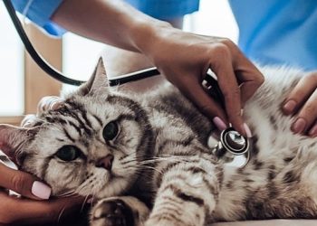 Sahipsiz Hayvanlar için Mama Takviyesine Dönüşüyor