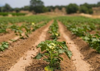 Susuz bamya İzmir’e yayılıyor