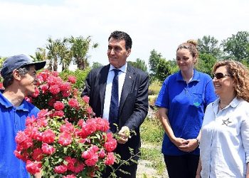 Tarihi İnkaya Çınarı Geleceğe Taşınıyor