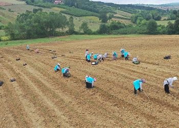 Tıbbi Aromatik Bitki Yetiştiriciliğinde yeni eser; kekik