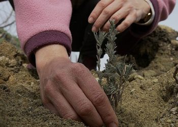 TOÇEV, Payam Ekolojik Badem Köyü Projesi’ne dayanak bekliyor