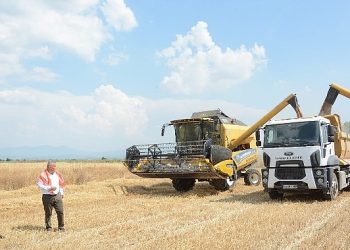 Torbalı Belediyesi Buğday Hasadı
