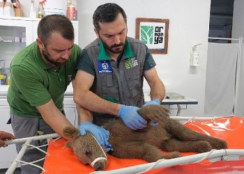 Yaralı boz ayı Ormanya’da yaşama tutundu