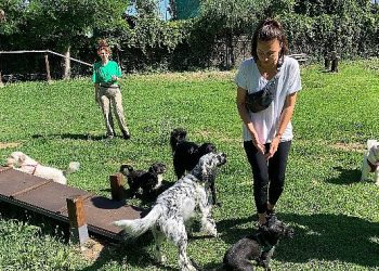 Yenilenen köpek parkı ile can dostların keyfi yerinde