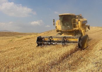 Antalya Büyükşehir Belediyesi kendi toprağında buğday yetiştirdi