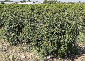 Antalya Büyükşehir’in Çiftçilere Yararlı Böcek Takviyesi Devam ediyor