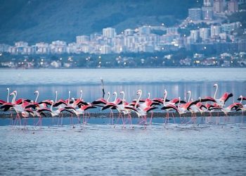 Arıtma başkanı İzmir’in denizi de “mükemmel” çıktı