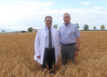 Bulgur üretiminin geleceğine cet tohumu Ahmet Buğdayı damga vuracak