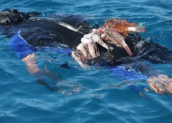 Büyükşehir Aslan Balığı Avlama Yarışı Düzenledi
