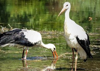 Büyüyen yavru leylekler doğal yaşama bırakıldı
