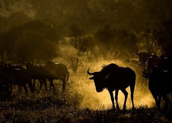 Canon yaratıcılığı, vizyonu ve anıları yakalamanın sanatını; Dünya Fotoğrafçılık Günü’nü kutluyor!