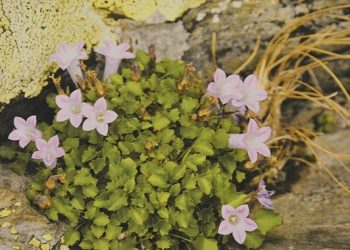 “Endemik Bitkiler” Dünyasına Seyahat