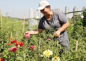 İstanbul’un ortasında organik tarım 