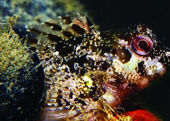 İzmir Körfezi’nde biyolojik çeşitlilik izleme çalışmaları başlıyor