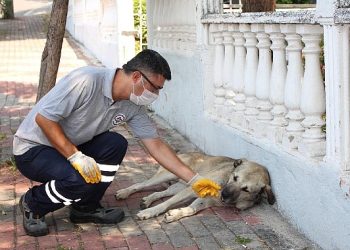 Karşıyaka Belediyesi, 8 ayda 24 bin can dosta hizmet sundu
