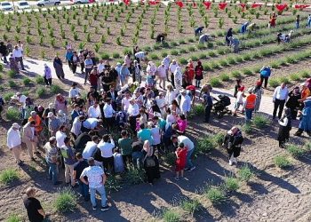 Keçiören’deki Lavanta ve Gül Bahçesi’nde Hasat Vakti