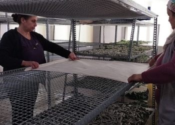 Ödemişli bayanlar ipekböcekçiliği geleneğini sürdürmekte kararlı
