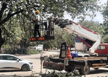 Ören’de Anıt Ağaçlar Rehabilite Ediliyor