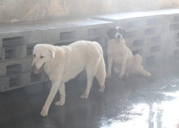 Sokak hayvanlarına serinletme hizmeti