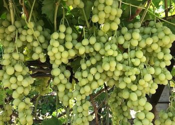 Superior Seedless Çeşidi Sofralık Üzümün ihracat seyahati başladı