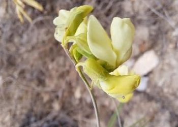 TANAP, Türkiye Biyoçeşitliliğine ve Milletlerarası Literatüre Yeni Tipler Kazandırmaya Devam Ediyor