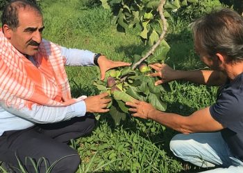 Taze incir ihracatı başladı