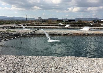 Toprak Havuzlarda Balık Üretimi Yükselişte