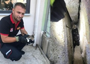 Yavru kedileri sıkıştıkları yerden itfaiye kurtardı