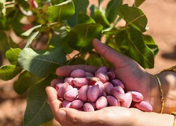 Antep fıstığının randımanı 2.5 katına çıktı