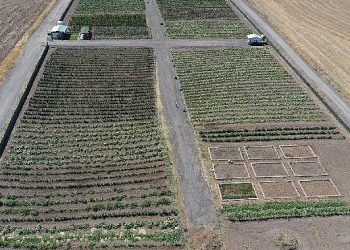Cet tohumunu bereketlendiren bostan Keçiören’de